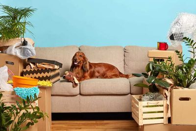 Best Small Dog Breeds for Apartment Living