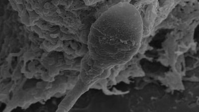 Can humans have babies in space? It may be harder than expected