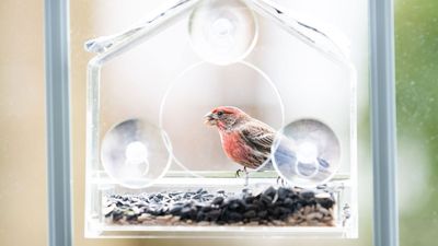 ALDI Just Launched a Clever $6.99 Window Bird Feeder – and It’s a Game-Changer for Small Apartments, Balconies, and Patios