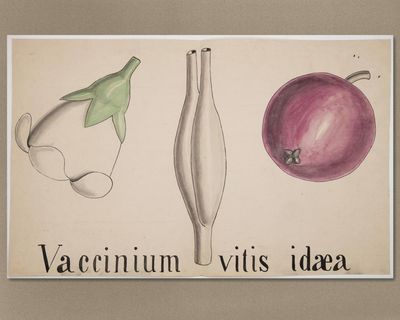 Cambridge offers botany course that inspired Darwin after rare archive uncovered