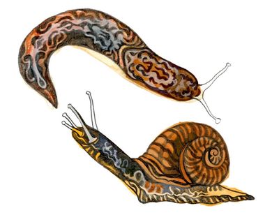 How are snails and slugs different and what do whales eat? The kids’ quiz