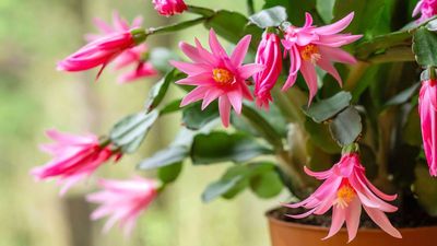 What to Do with an Easter Cactus in March for a Spectacular Bloom Display