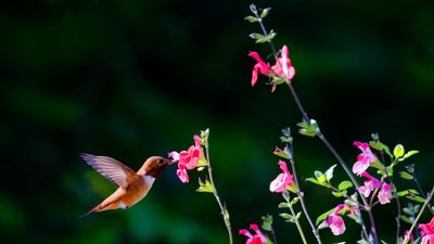Hummingbirds Are Returning, but They Don’t Want Your Bird Bath – These Charming Creatures Prefer a Gentle Mist