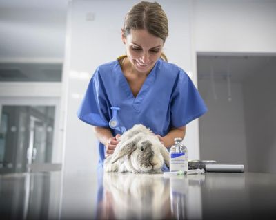 ‘It feels like they’re pulling figures out of the sky’: UK pet owners welcome crackdown on vet fees