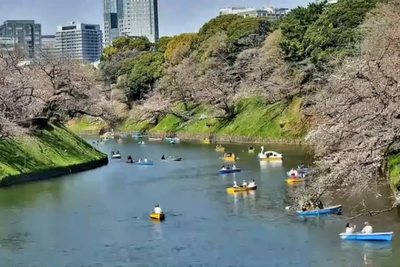 Cherry blossoms transform Tokyo rivers into a spring wonderland