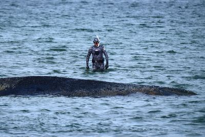 Humpback whale freed from Baltic Sea resort in Germany become stranded again