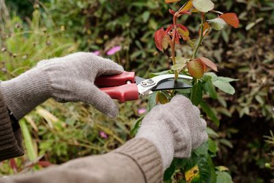 The Hidden Risks of Improper Pruning That Reduce Summer Harvests