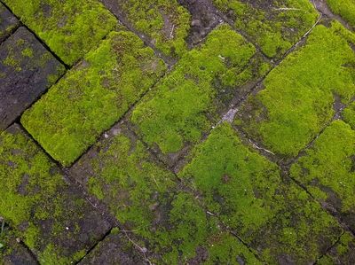 Why Moss Appears on Lawns and What It Says About Your Soil