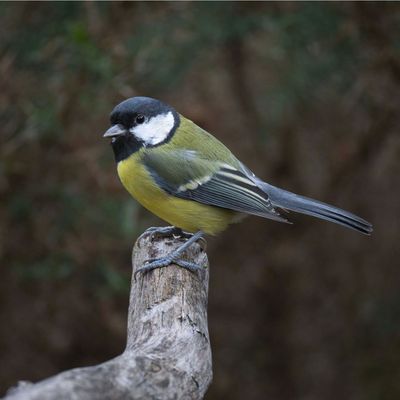 Wildlife experts say you can feed garden birds leftover cooked pasta – here are the surprising benefits