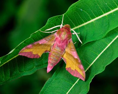 Forget birdwatching, I’m into moth-watching: they’re fascinating and misunderstood insects
