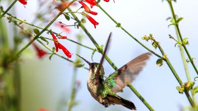 The Red Tape Rule That Attracts Hummingbirds – This Works Whether You Have an Urban Courtyard or a Country Garden