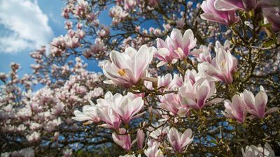 What You Should Do With a Magnolia Tree in April for Bigger, More Beautiful Flowers