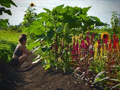 ‘I’ve never seen anything like it’: Hawaii’s small farmers begin recovery after catastrophic flooding