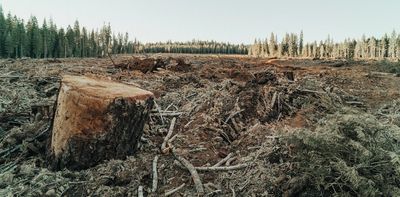 Why forest loss is making our watersheds leak rain