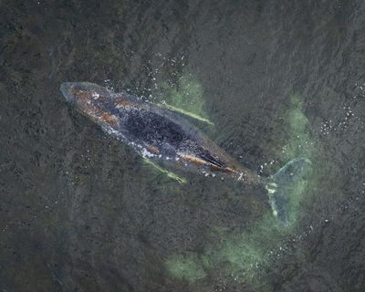 Struggling humpback whale stranded for third time on German coast