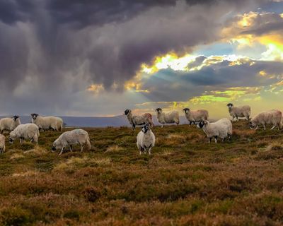 How we can improve food security in Britain