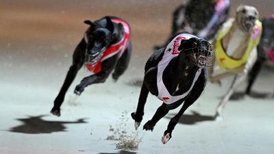 Gambling and welfare issues dog greyhound racing boons