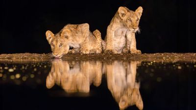 Noctourism: the new safari travel trend that's changing the wildlife we can photograph in Africa