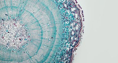 'Every living thing on Earth runs on the same programming language': How AI foundation models trained on DNA could transform plant biology