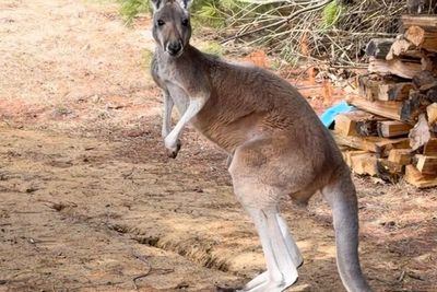 How runaway kangaroo was found three days after Wisconsin petting zoo escape
