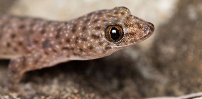Tropical geckos in Australia are more adaptable than we thought