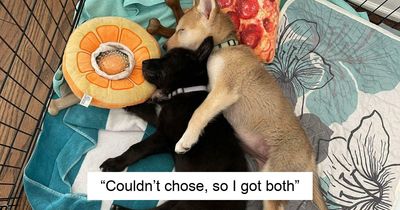 From Surviving To Living: 59 Before And After Pics Of Rescue Dogs Who Found Their Forever Homes (March Edition)