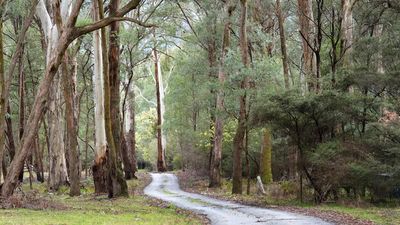 How fugitive Dezi Freeman used bush to evade capture