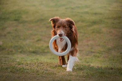 Best Dog Training Techniques That Work Fast