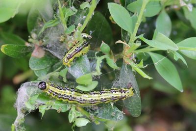 I’m a wildlife expert. This is why caterpillars are actually good for your garden