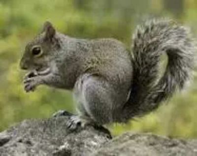 Can squirrels be kept as pet in India ?