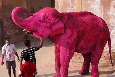 Elephant painted bright pink for photoshoot prompts investigation in India