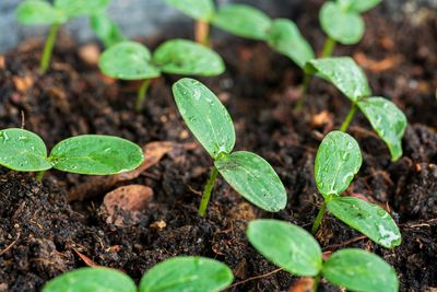 How to Protect Seedlings From Cold Nights Without Buying Covers