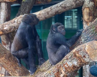 ‘A life among the trees’: Bristol zoo’s gorillas move out of town