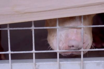 Inside XL Bully kennels where ‘dangerously out of control’ dogs attempt to escape waiting for death