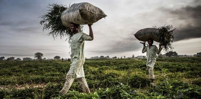 Violent conflicts are reshaping what Nigerian farmers grow: what this means for food security