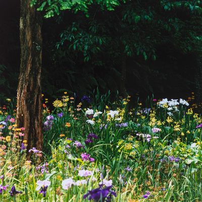 8 wildflowers that thrive in the shade and will transform your outdoor space into a glorious cottage garden