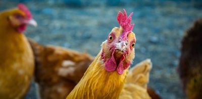 First European case of H9N2 bird flu reported in Italy – what you need to know