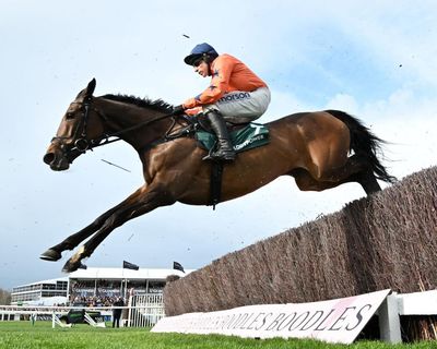 Cheltenham pulls plug on rest of season to fix home-straight drainage problems