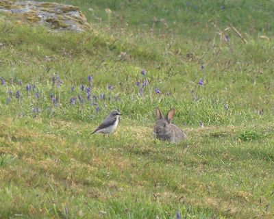Young country diary: A weary wheatear shows off his best feature