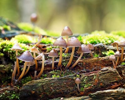 Banknotes should depict flora and fungi, not just animals
