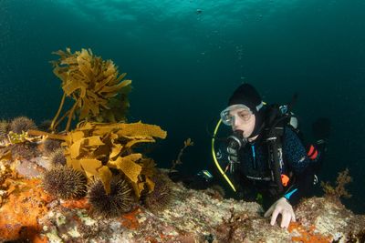 The Hauraki Gulf is getting noisier, pushing sea life to the brink
