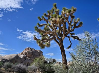Activists outraged after mining company announces plans to dig for rare earth elements next to US National Park