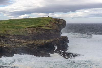 Orkney stoat eradication project boosts rare voles, hen harriers and owls