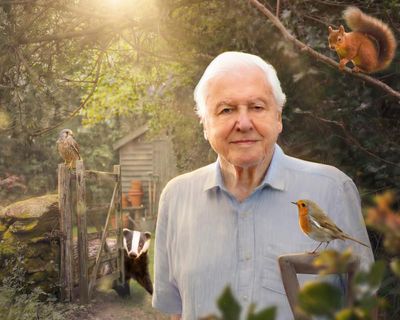 ‘We didn’t want to be preachy’: David Attenborough’s unexpected new show – which might enrage cat lovers