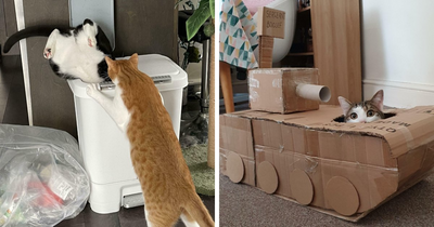 53 Times Cats Got Into Places That Are Not For Them
