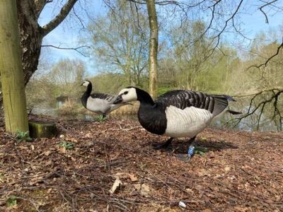 Country diary: These ‘mystery’ geese and I have a fond history