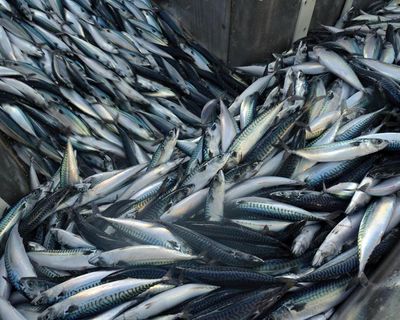 ‘A national scandal’: trawlers scour seabeds of supposedly protected UK waters