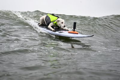 Sugar The Surfing Dog, the first canine inducted into the Surfer’s Hall of Fame, dies