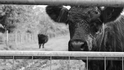 Cows with AI collars are helping farmers cut costs — here’s why it matters to you