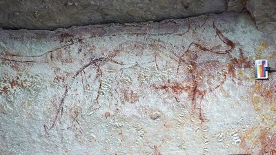 Thylacines maybe lived on mainland longer than thought